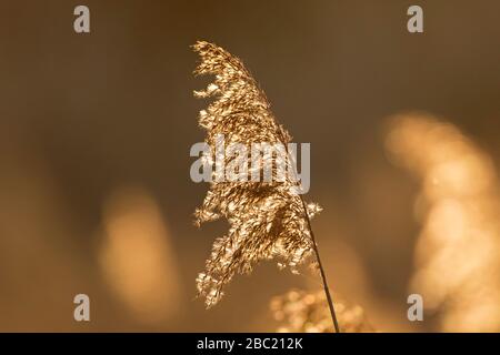 Nahaufnahme des Samenkopfes/des Seedkopfes des gemeinen Schilfs (Phragmites australis/Phragmites communis) im Schilfbett/im Winter zurückgestemmt Stockfoto