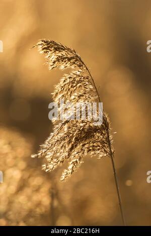 Nahaufnahme des Samenkopfes/des Seedkopfes des gemeinen Schilfs (Phragmites australis/Phragmites communis) im Schilfbett/im Winter zurückgestemmt Stockfoto