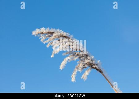 Nahaufnahme des Samenkopfes/Seedkopfes des gemeinen Schilds (Phragmites australis/Phragmites communis), das im Winter mit Advektionsfrost/Windfrost bedeckt ist Stockfoto