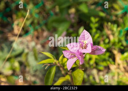 Schöne natürliche leuchtend rosa Bougainvillea Blume von grünen Pflanzen umgeben, während in der Sonne sonnen Licht an einem heißen Tag im tropischen St. Lucia Stockfoto