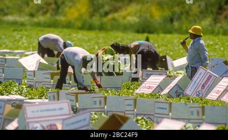 OSWEGO COUNTY, NEW YORK, USA, JULI 1985 - Wanderarbeiter ernten Salat in Muckfeldern. Stockfoto