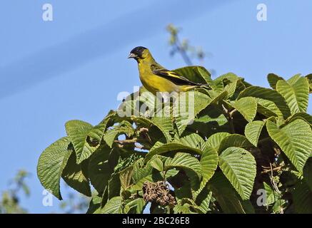 Kapuzen-Siskin (Spinus magellanicus) adultes Männchen thront auf dem Baum in der Nähe von Cajamarca, Peru March Stockfoto