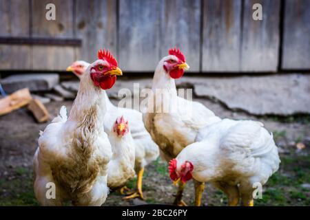 Weiße Hühner in einem Bauernhof (neugierig). Stockfoto