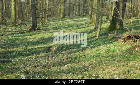 Flutwald im Frühjahr mit Holz-Anemone-Nemorosa-Pflanzen mit weißen Blumen. Frühfrühlingsblüte, Stieleiche, Linde, Hainbuche und Esche. Frühling Stockfoto