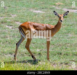 Weibliche Impala (Aepyceros melampus), Amboseli National Park, Kenia, Afrika Stockfoto