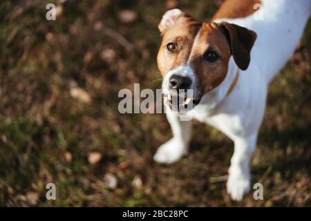 Hund, Jack Russel Terrier, Spielzeug, Wiese, Lüge Hund, Jack Russel Terrier, Spielzeug, Wiese, Lüge