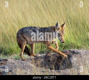 Schwarzhalsschakal (Canis mesomelas oder Lupulella mesomelas), der nach Beute graben, Amboseli National Park, Kenia, Afrika Stockfoto