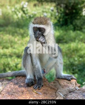 Vervet Monkey (Chlorocebus pygerythrus) in der Amboseli Serena Safari Lodge, Amboseli National Park, Kenia, Afrika Stockfoto