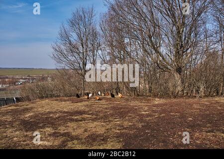 Frühlingslandschaft im Park des Anwesens der Familie Puschkin.sichtbares Geflügel: Hahn und Hennen weiden auf einem Hügel.Russland, das Dorf Big Boldino Stockfoto