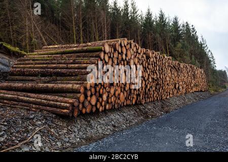 Ein Haufen frisch geernteter Holzstämme sitzt neben einem Waldweg, der auf die Sammlung wartet, Gwydyr Forest in der Nähe von Betws Y Coed, Snowdonia National Park, Nordwales Stockfoto