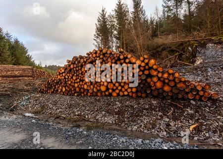 Ein Haufen frisch geernteter Holzstämme sitzt neben einem Waldweg, der auf die Sammlung wartet, Gwydyr Forest in der Nähe von Betws Y Coed, Snowdonia National Park, Nordwales Stockfoto