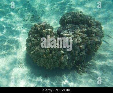 Welt unter dem Meer in Neukaledonien Stockfoto