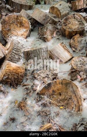 Holzstämme mit Blättern und Pollen im Feld Stockfoto