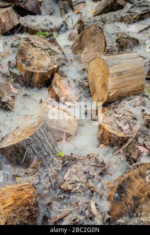 Holzstämme mit Blättern und Pollen im Feld Stockfoto