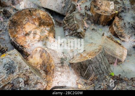 Holzstämme mit Blättern und Pollen im Feld Stockfoto