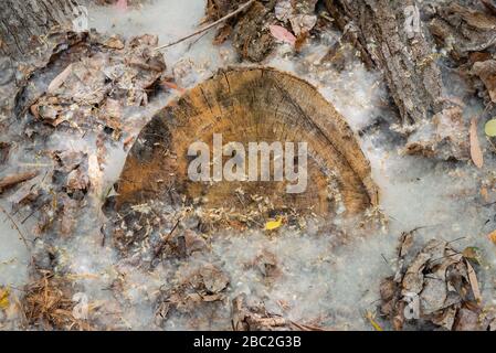 Holzstämme mit Blättern und Pollen im Feld Stockfoto