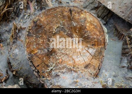 Holzstämme mit Blättern und Pollen im Feld Stockfoto