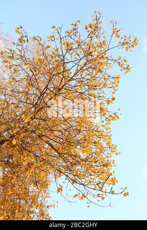 Ein Platane mit orangefarbenen Blättern und Zapfen gegen den blauen Himmel im Wind. Allgemeiner Plan . Goldene Blätter im Herbst Stockfoto
