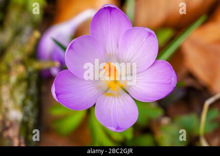 Wilde Safranblüten mit violetten Kronblättern im Wald. Stockfoto