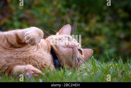 Weibliche Ingwerkatze liegt spielerisch auf einem Rasenplatz Stockfoto