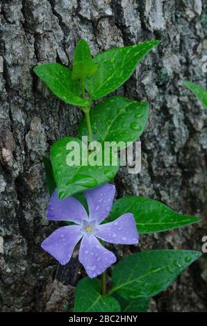Bigleaf Periwinkle, Vinca Major, aufgewachsen Post Oak, Quercus stellata Stockfoto