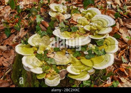 Frühlingspilze auf dem Stumpf Stockfoto