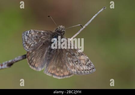 Juvenals Duskywing, Gesta juvenalis, männlich gehockt Stockfoto