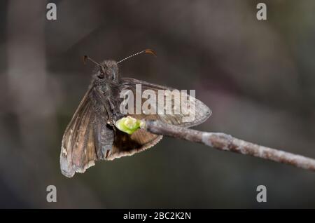 Juvenals Duskywing, Gesta juvenalis, männlich gehockt Stockfoto