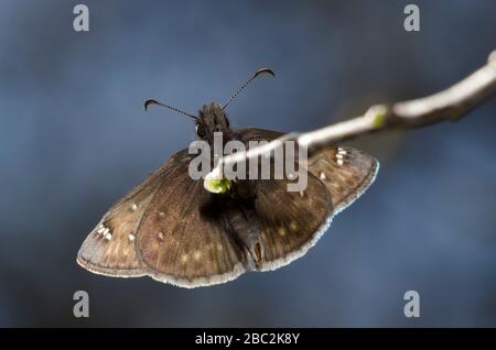 Juvenals Duskywing, Gesta juvenalis, männlich gehockt Stockfoto