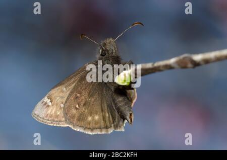 Juvenals Duskywing, Gesta juvenalis, männlich gehockt Stockfoto