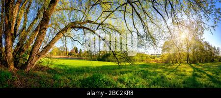 Ländliches Landschaftspanorama mit der Morgensonne, die durch die hängenden Äste eines schönen alten Weidenbaums scheint, blauer Himmel im Hintergrund Stockfoto