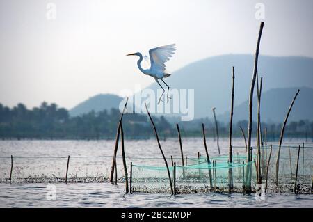 Fliegen Sie hoch am Chilikasee odisha indien Stockfoto