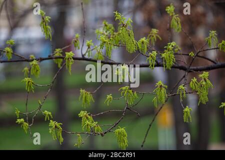 Aussehen von Blättern und Ohrringen an den Ästen eines Baumes in der Stadt. Frühlingszeit. Aussehen der Blätter auf einem Ahorn. Nahaufnahme Stockfoto