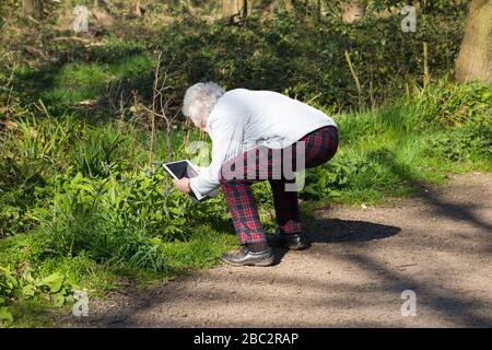 Eine frittierte und aktive Seniorin, Rentnerin, Rentnerin im Alter, hockt tief, um mit ihrem iPad Tablet ein Foto von Blumen und Blättern zu machen. Surrey, England. GROSSBRITANNIEN (116) Stockfoto
