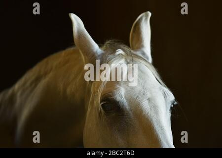 Der Kopf und die Ohren des weißen Pferdes schließen sich auf dunklem Hintergrund an. Details zum Hochformat. Stockfoto