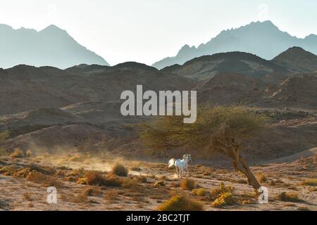 graues arabisches Pferd galoppiert in der Wüste Ägyptens. Stockfoto