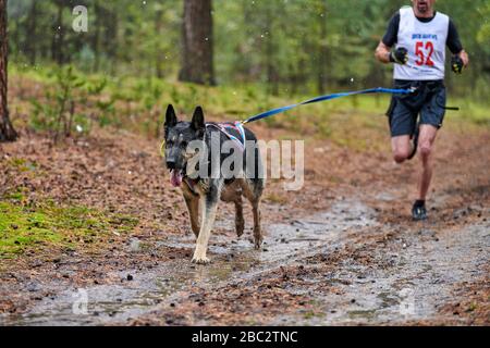 Canicross Hund Mushing Race. Deutscher Schäferschlittenhund am Läufer befestigt. Herbstwettbewerb. Stockfoto