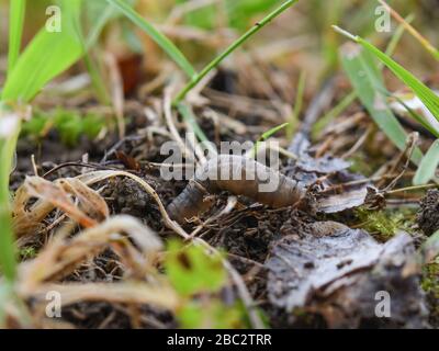 Kranfige Larve, die sich im Gras bewegt Stockfoto