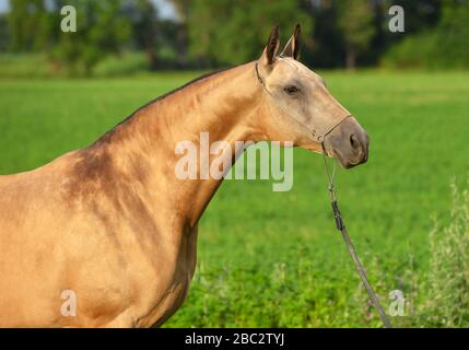 Porträt des Akhal Teke-Hengstes aus der Buchhaut, der sich in einem Kettenhalter auf dem Feld darstellt. Horizontal, Seitenansicht, Nahaufnahme. Stockfoto