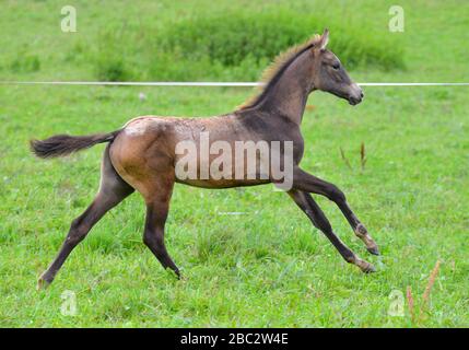 Akhal Teke Foal Gallopng im Feld. Horizontal, Seitenansicht, in Bewegung. Stockfoto