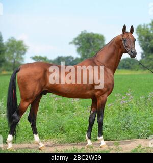 Der reinrassige Kastanienhengst Akhal Teke posiert im Schaukettenhalter auf dem Feld. Quadratisch, Seitenansicht. Stockfoto