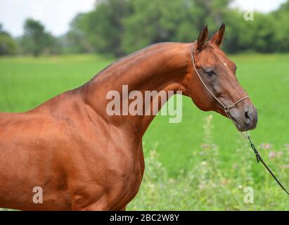 Porträt des Kastanien-Akhal-Teke-Hengstes, der sich im Schaukettenhalter auf dem Feld posiert. Horizontal, Seitenansicht, Nahaufnahme. Stockfoto