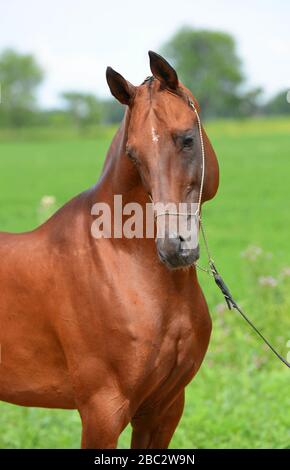 Porträt des Kastanien-Akhal-Teke-Hengstes, der sich im Schaukettenhalter auf dem Feld posiert. Vertikal, Seitenansicht, Nahaufnahme. Stockfoto