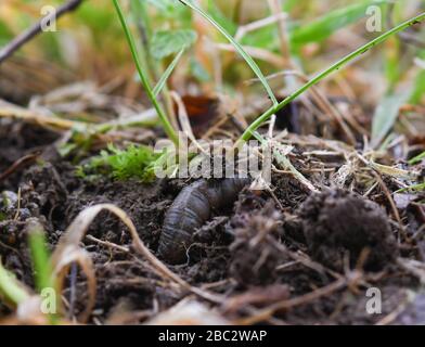 Kranfige Larve, die sich im Gras bewegt Stockfoto