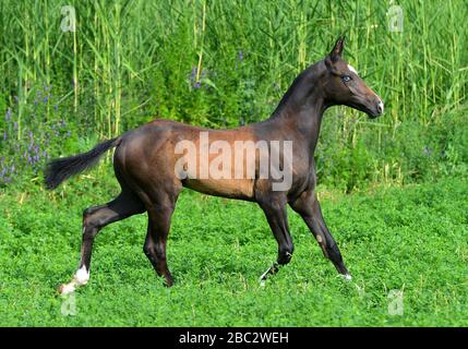 Schwarzer Akhal Teke-Fohlen mit blauen Augen läuft auf der Wiese mit blauen Blumen. Horizontal, Seitenansicht, in Bewegung. Stockfoto
