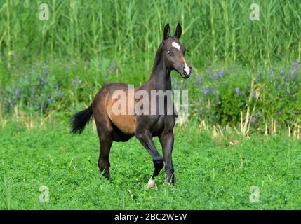 Schwarzer Akhal Teke-Fohlen mit blauen Augen läuft auf der Wiese mit blauen Blumen. Horizontal, Seitenansicht, in Bewegung. Stockfoto