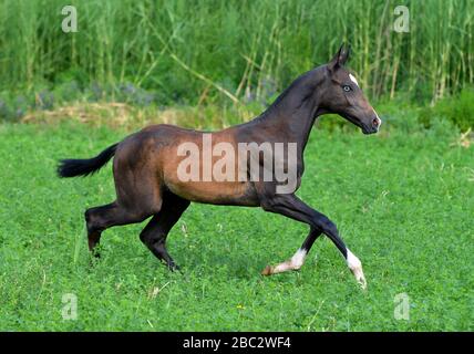 Schwarzer Akhal Teke-Fohlen mit blauen Augen läuft auf der Wiese mit blauen Blumen. Horizontal, Seitenansicht, in Bewegung. Stockfoto