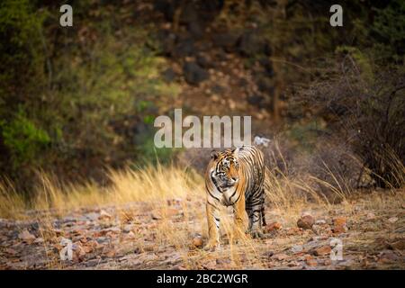 Männlicher Tiger, der während der Abend-Safari zum ranthambore Nationalpark oder Tiger-Reserve, rajasthan, indien - panthera tigris, steht Stockfoto
