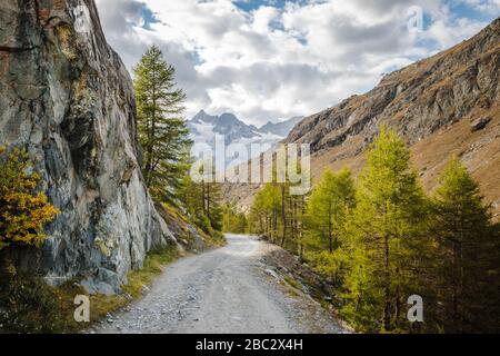 Schöne Straße zwischen Lärchen in den schweizer Alpen Berge in der Nähe der Zermatter Stadtlandschaft Hintergrund Stockfoto