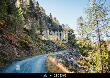 Schöne Straße zwischen Lärchen in den schweizer Alpen Berge in der Nähe der Zermatter Stadtlandschaft Hintergrund Stockfoto